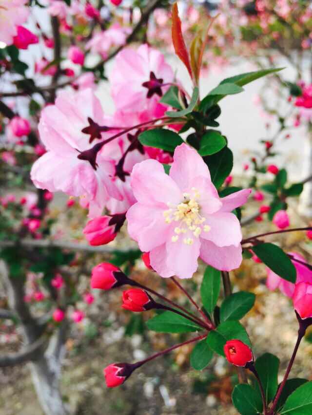 朵朵桃花相映红 华声厂区春意浓 猛戳看美图噢